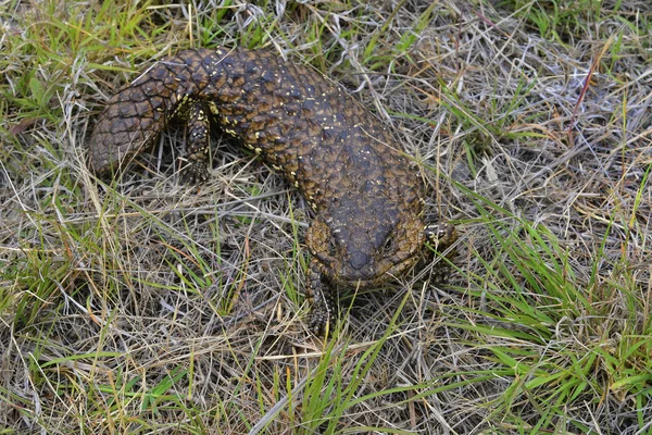 Austrálie, zoologie, plazů — Stock fotografie