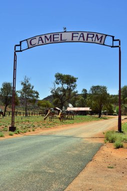 Australia_Nt_Camel çiftlik