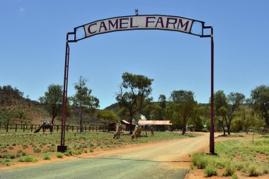Australia, NT, Camel Farm clipart