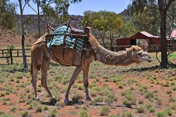 Australia_Northern Territory, Camel Farm — Stock Photo, Image