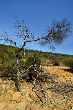 Avustralya, Wa, Kalbarri Np