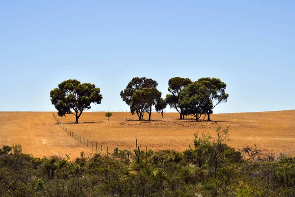Australien, Landwirtschaft, Feld — Stockfoto
