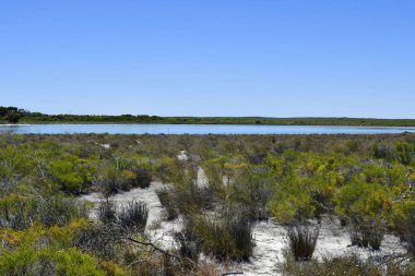 Avustralya, botanik, göl