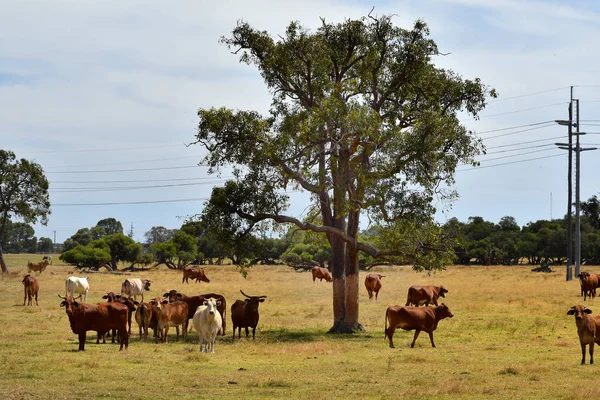 Australien, Westaustralien, Viehzucht — Stockfoto