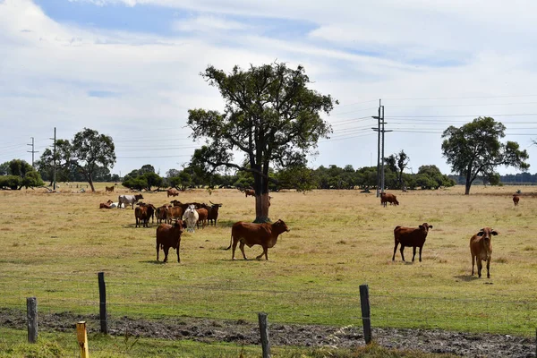 Australia, Western Australia, livestock