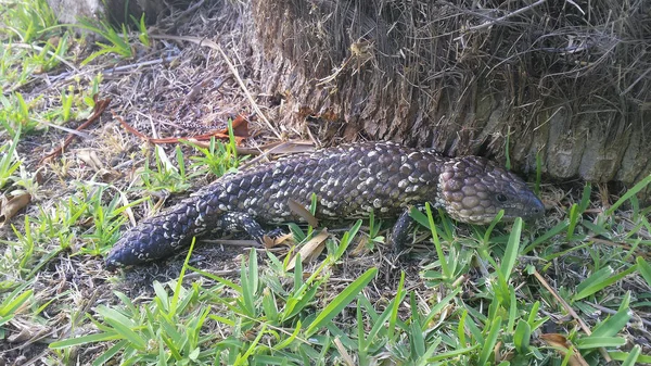 Australia, Zoology, Reptile, lizard — Stock Photo, Image