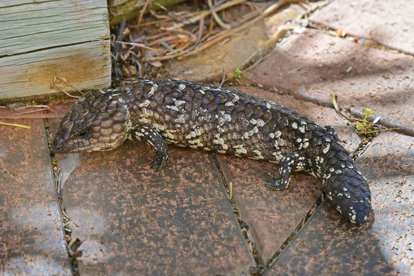 Australia, Zoology, Lizard — Stock Photo, Image