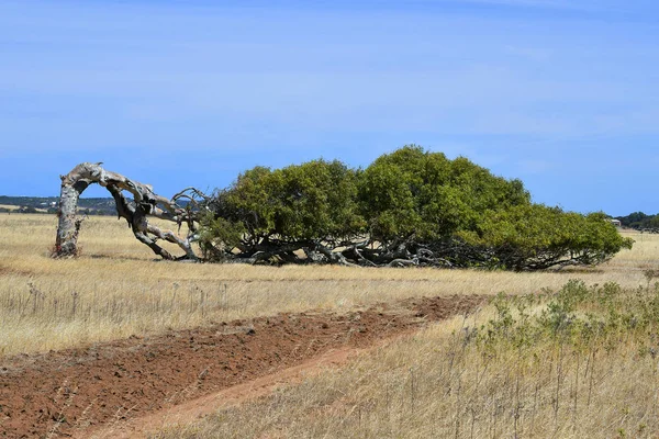 Greenough Wa, Ausztrália — Stock Fotó