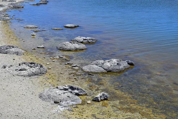 Australia, Nature, Stromatolites — Stock Photo, Image