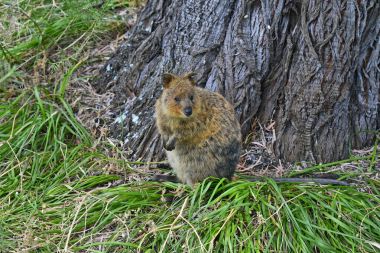 Avustralya, zooloji, Quokka