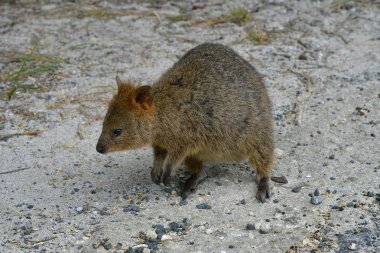 Avustralya, zooloji, Quokka