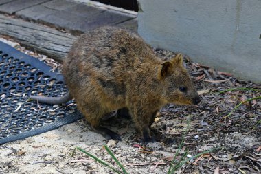 Avustralya, zooloji, Quokka