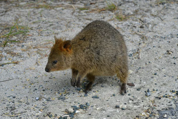 Avustralya, zooloji, Quokka