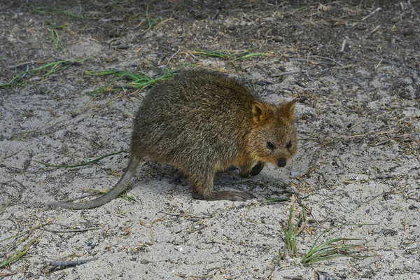 Avustralya, zooloji, Quokka