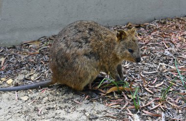 Avustralya, zooloji, Quokka