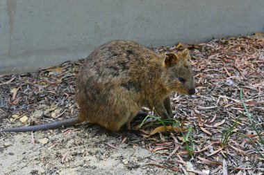 Avustralya, zooloji, Quokka