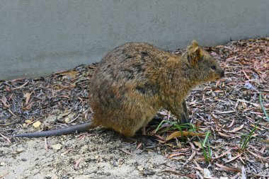 Avustralya, zooloji, Quokka