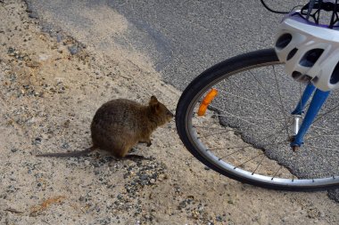 Avustralya, zooloji, Quokka