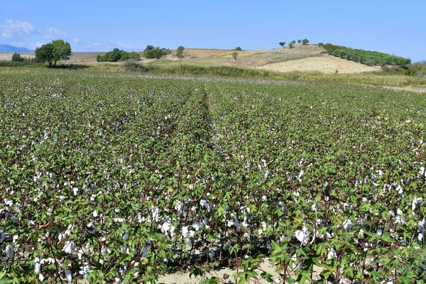 Grecia, Agricoltura, cotone depositato — Foto Stock