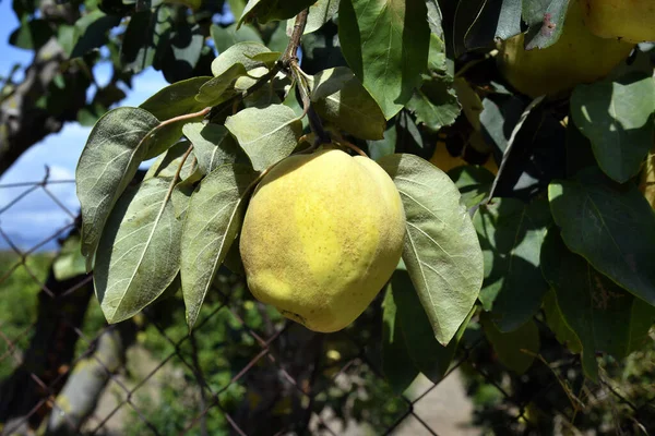 Greece Quince Fruit Tree — Stock Photo, Image