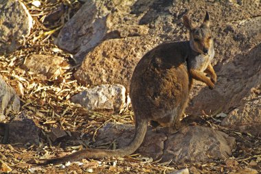 Avustralya, siyah ayaklı kaya wallaby