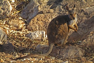 Australia, black footed rock wallaby clipart