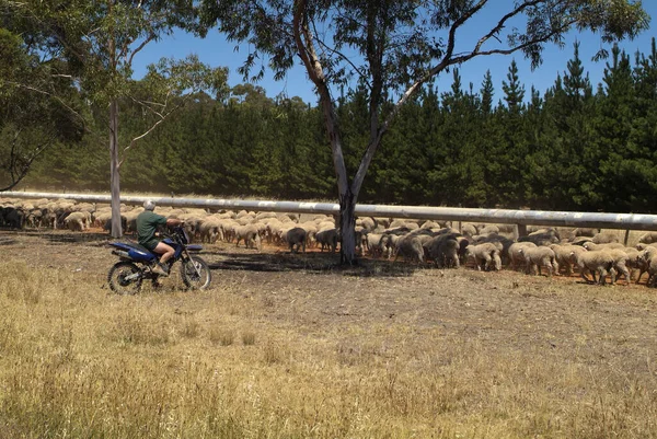 Hawker Australia January 2008 Unidentified Farmer Motorbike Motorized Shepherd Flock — Stock Photo, Image