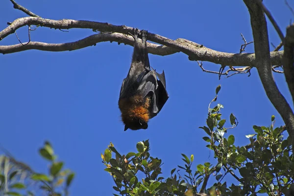 Australien Flygande Räv Träd Sover — Stockfoto