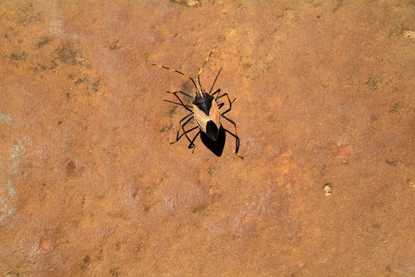 Australia Beetle Named Stink Bug — Stock Photo, Image