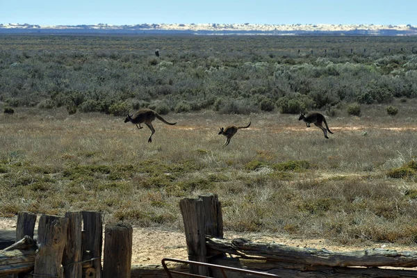 Austrálie Klokani Národním Parku Mungo — Stock fotografie