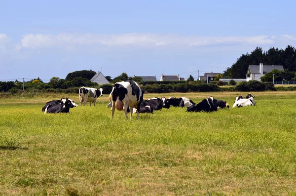 Francia Carnac Vacas Prado — Foto de Stock