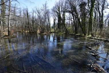 Avusturya, Aşağı Avusturya 'daki Pottendorf kalesinde bataklık manzarası
