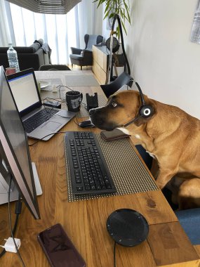 Kulaklıklı köpek bilgisayar ekranını izliyor. Ev ofisinin tuhaf bir şekli.