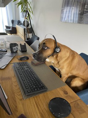 Kulaklıklı köpek bilgisayar ekranını izliyor. Ev ofisinin tuhaf bir şekli.