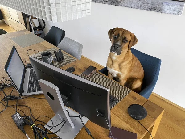 Dog Watching Screen Забавный Вид Домашнего Офиса Работающего — стоковое фото