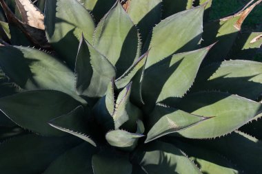 İlkbaharda yukarıdan bir aloe vera resmi