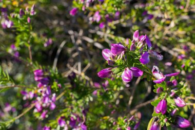 İlkbaharda bir daldaki bazı menekşe çiçeklerinin görüntüsü