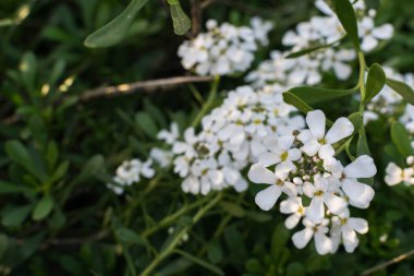 Baharda, tarladaki otlardan oluşan bir battaniyenin üzerindeki beyaz çiçeklerin görüntüsü.