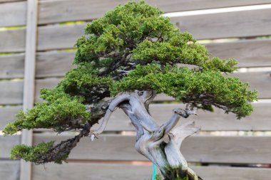 Baharda küçük bir bonsai resmi.
