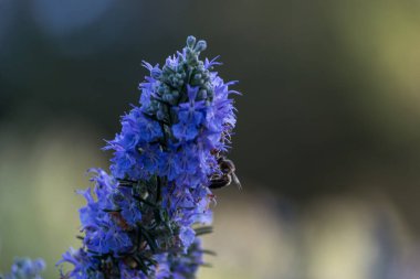 Bahar boyunca menekşe çiçeğiyle beslenen bir arı görüntüsü