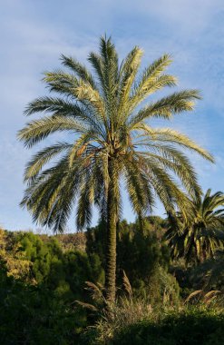 İlkbaharda botanik bahçesindeki bir palmiye ağacı.