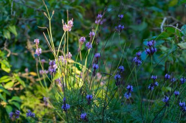 İlkbaharda botanik bahçesindeki leylak çiçeklerinin resmi.
