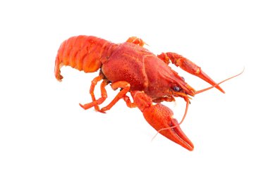 haşlanmış kerevides yakın çekim. Beyaz arka plan üzerinde izole