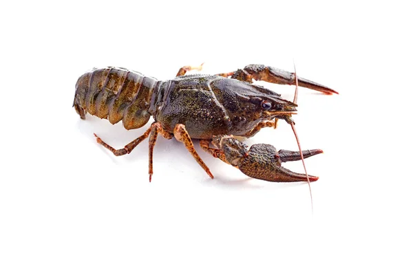 Crayfish isolated on the white background — Stock Photo, Image