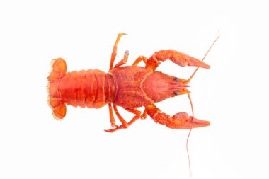 haşlanmış kerevides yakın çekim. Beyaz arka plan üzerinde izole