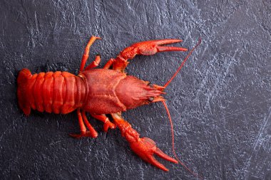 Haşlanmış kerevit, koyu mavi çimento arka planda yenmeye hazır. Uzayı kopyala Genel giderler.