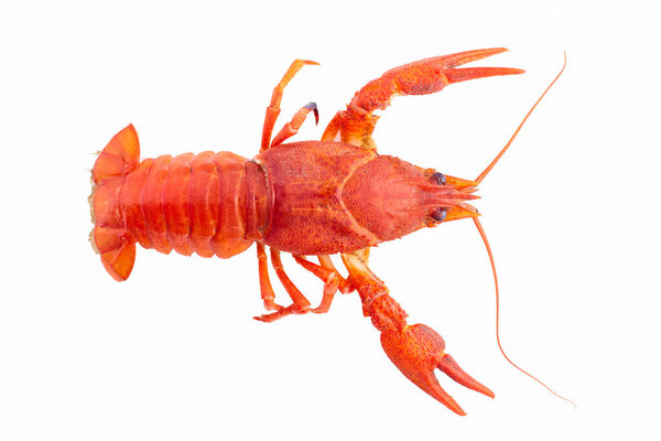 Boiled crawfish close-up. isolated on white background