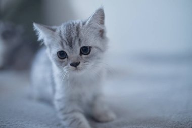 beyaz zemin üzerine mavi İngiliz dişi kedi