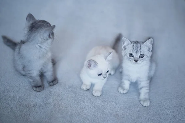 Blaue britische Kätzchen Katzen spielen auf grauem Hintergrund — Stockfoto