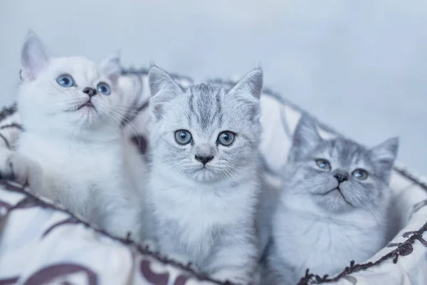 Blå britt kattunge katter spelar i korgen på grå bakgrund — Stockfoto
